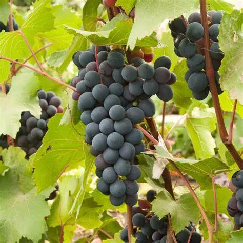 Blauwe wijndruiven - Vitis Vinifera