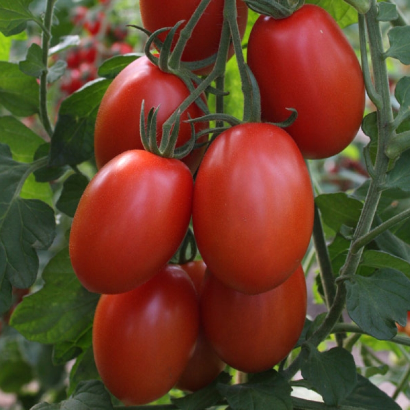 Tomaat (Solanum Soort)