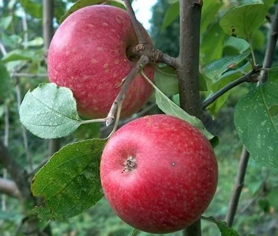 Appels - malus